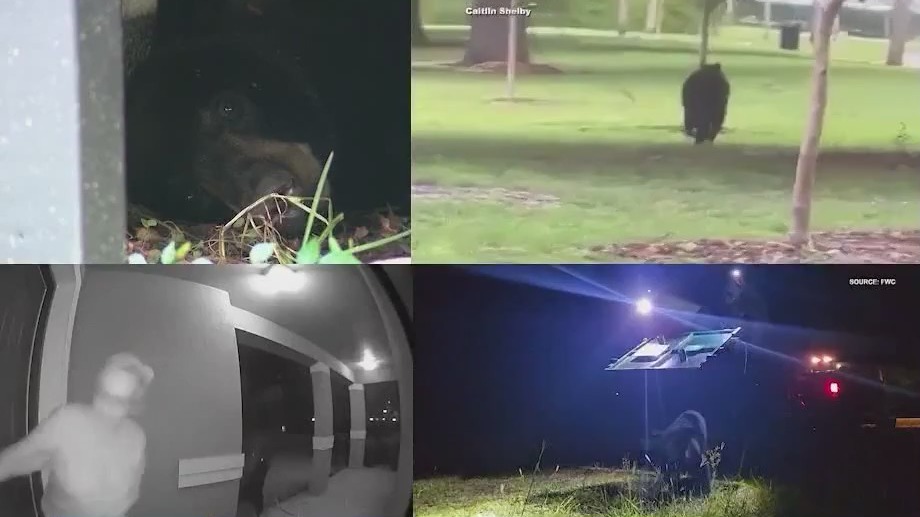 Florida sheriff says state needs bear hunt